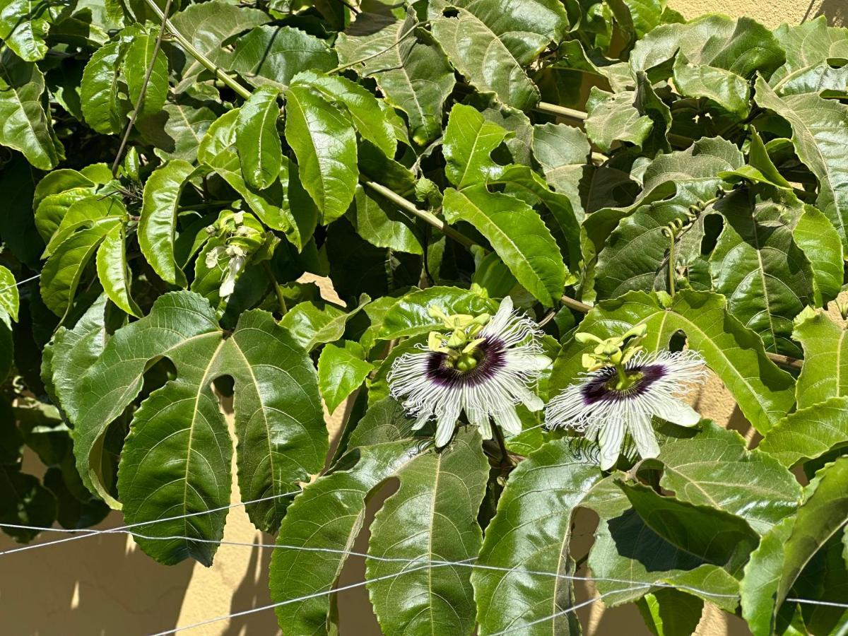 B&B Mi Ma Bo, Sal Rei, Boa Vista, Cape Verde, Free Wi-Fi Esterno foto